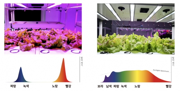 (좌) 식물재배용 LED 광원 재배 (우) 태양광 스펙트럼 근접 재배 /사진=서울반도체 제공