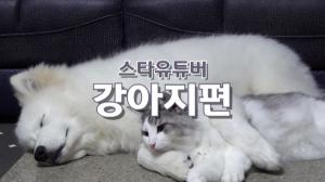 [NI카드뉴스] 스타 유튜버_강아지편