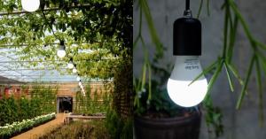 서울반도체, 제주 보롬왓 ‘썬라이크 자연 빛 체험 공간’ 선보여..식목일 오픈